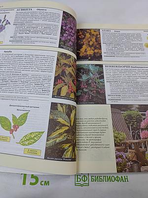 Все о вечнозеленых растениях