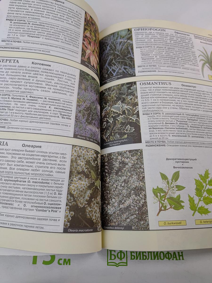 Все о вечнозеленых растениях