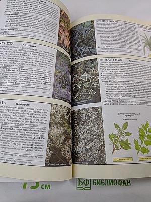 Все о вечнозеленых растениях