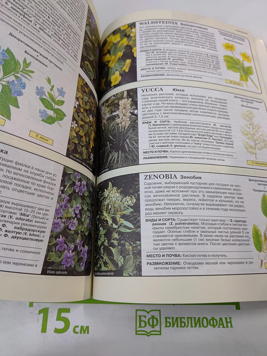 Все о вечнозеленых растениях