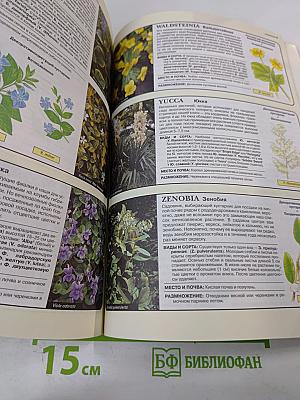 Все о вечнозеленых растениях