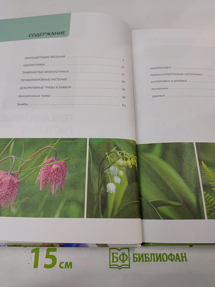 Тенелюбивые растения