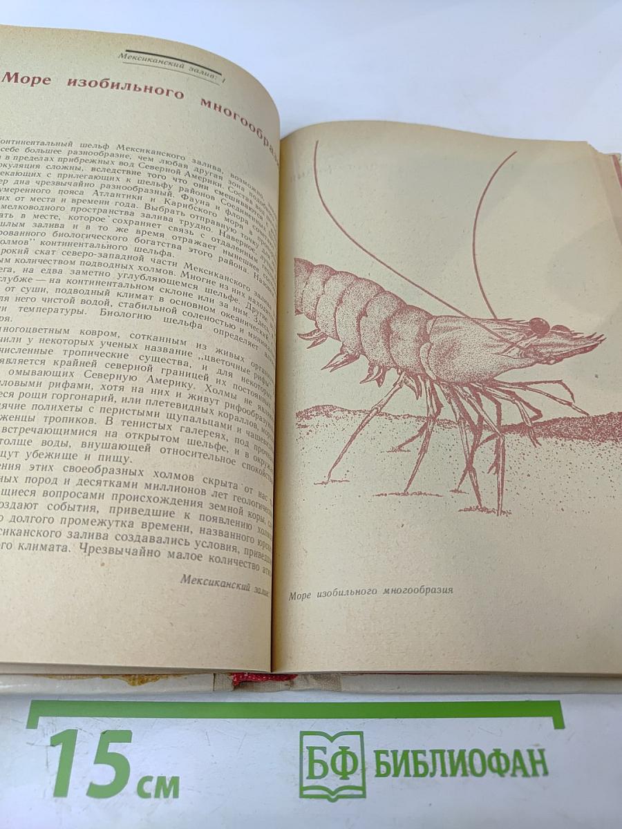 Леса моря. Жизнь и смерть на континентальном шельфе