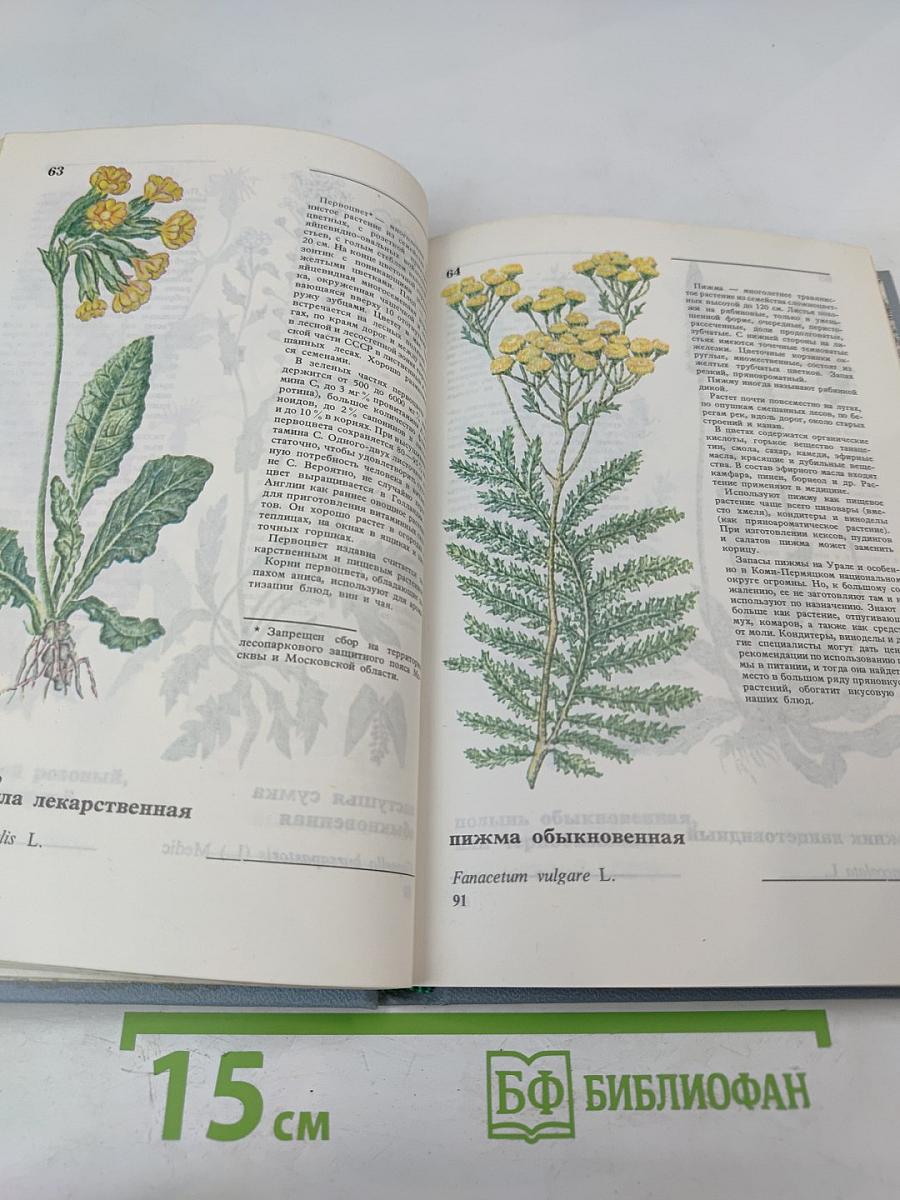 Дикорастущие съедобные растения в нашем питании