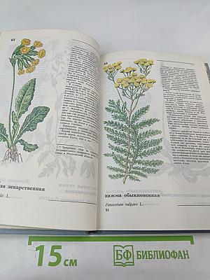 Дикорастущие съедобные растения в нашем питании