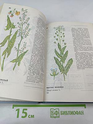 Дикорастущие съедобные растения в нашем питании