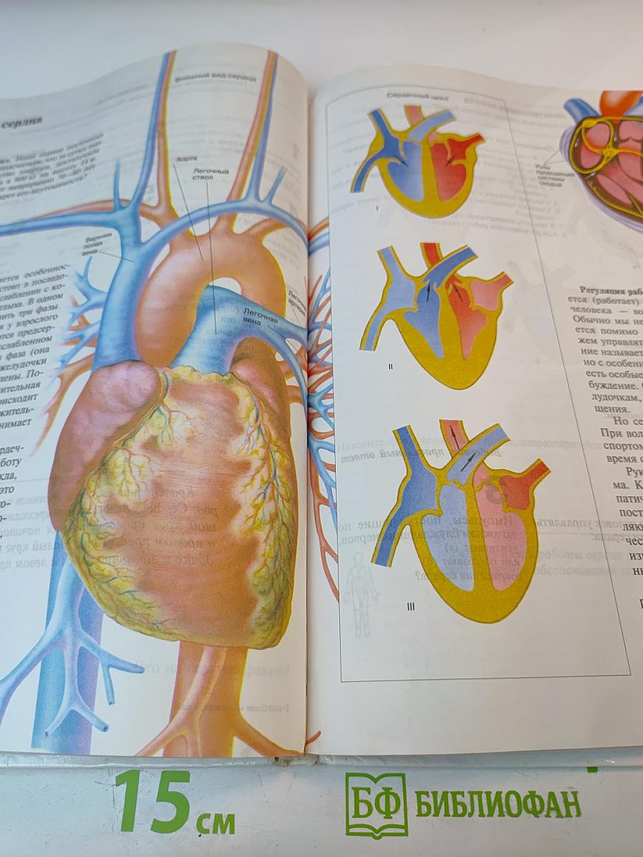 Биология. Человек. 8 класс