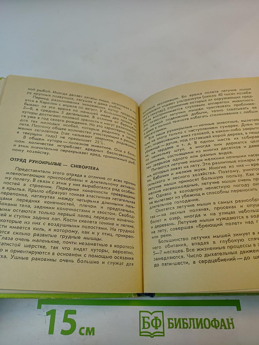 Млекопитающие