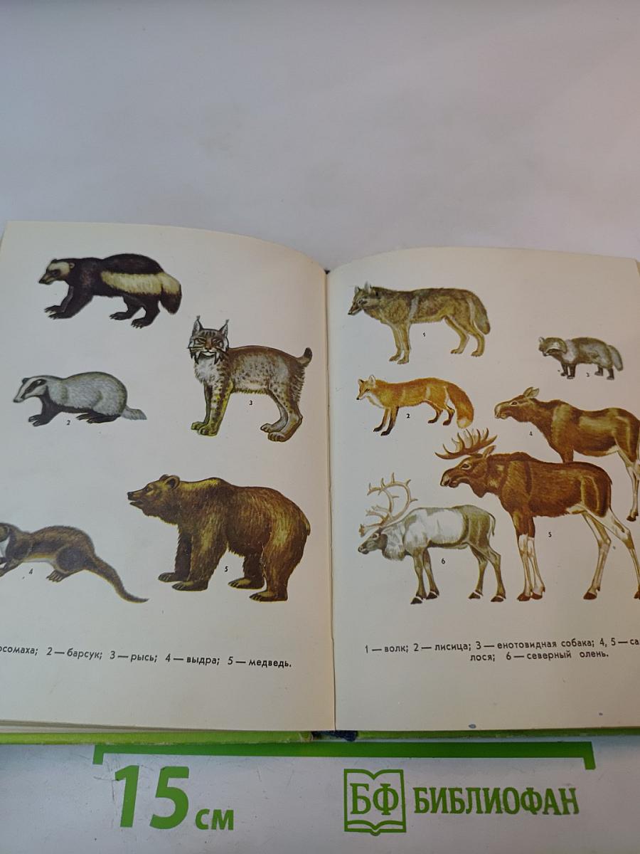 Млекопитающие