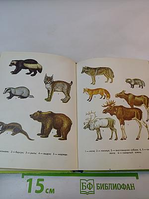 Млекопитающие