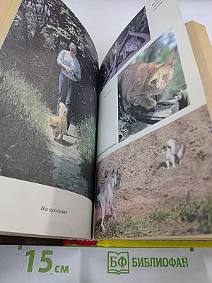 300 кошачьих "почему?"