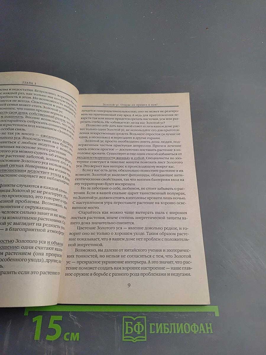 Золотой ус: Ваш целитель на подоконнике