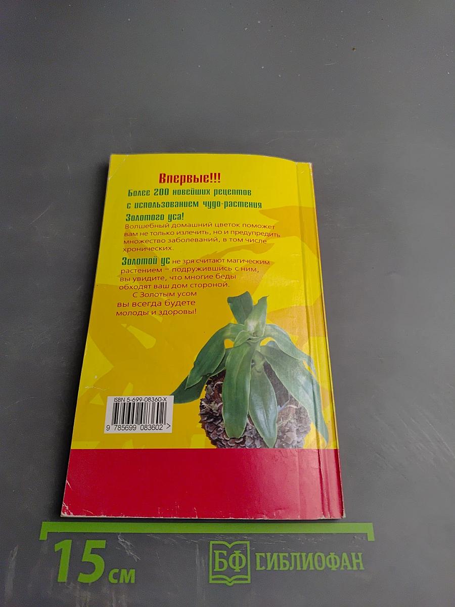 Золотой ус: Ваш целитель на подоконнике