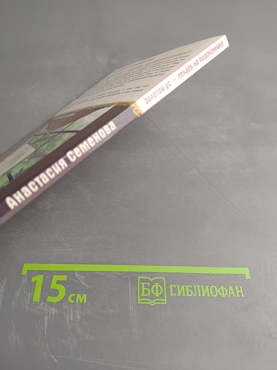 Золотой ус - лекарь на подоконнике