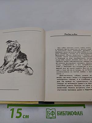О чем лают собаки