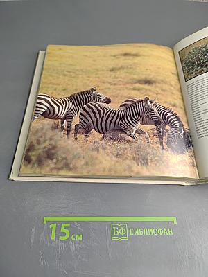 Царь зверей не лев