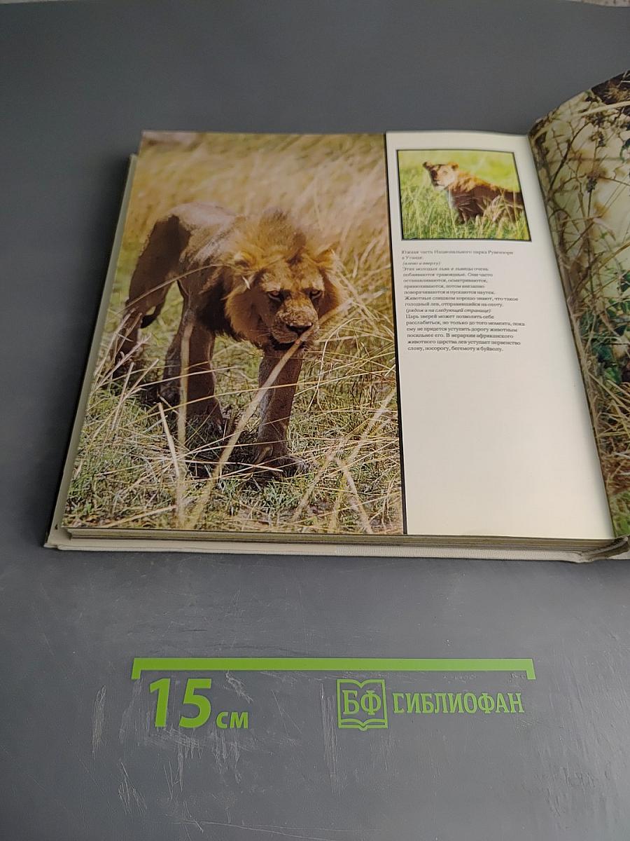 Царь зверей не лев