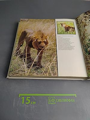 Царь зверей не лев