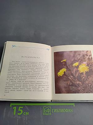 Цветы Севера