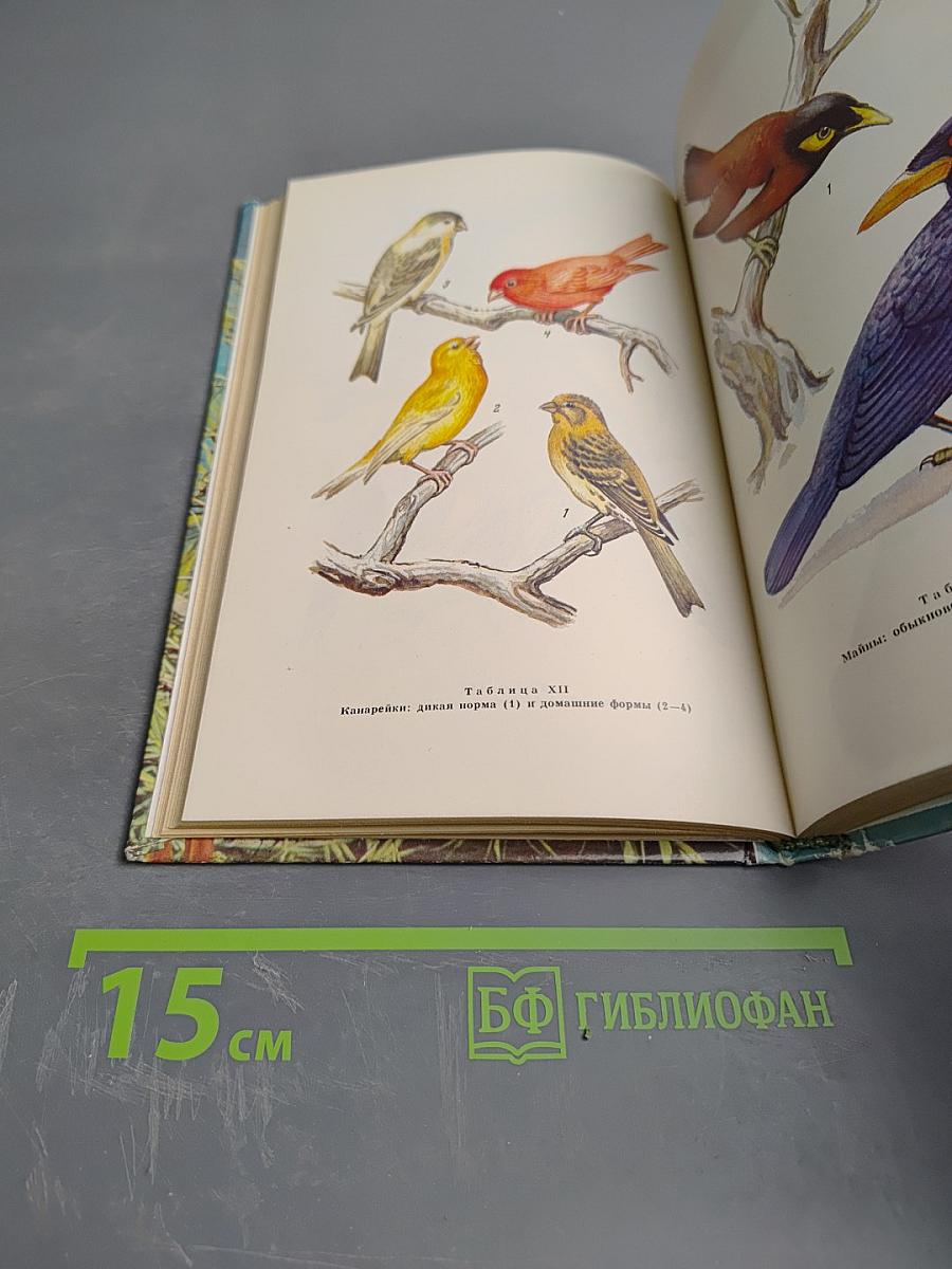 Говорящие птицы