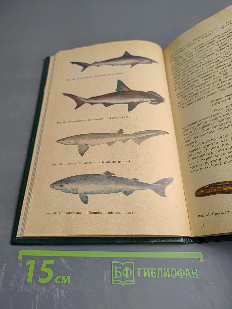 Опасные животные моря и некоторых районов суши