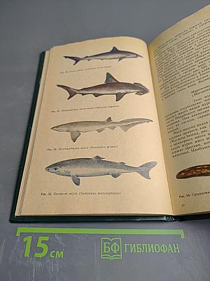 Опасные животные моря и некоторых районов суши