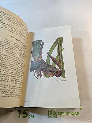 Растения – друзья здоровья