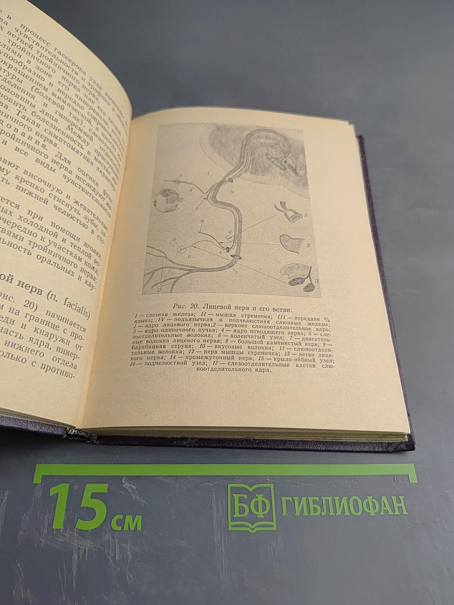 Основы топической диагностики заболеваний нервной системы