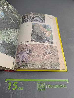 300 кошачьих 'почему?'