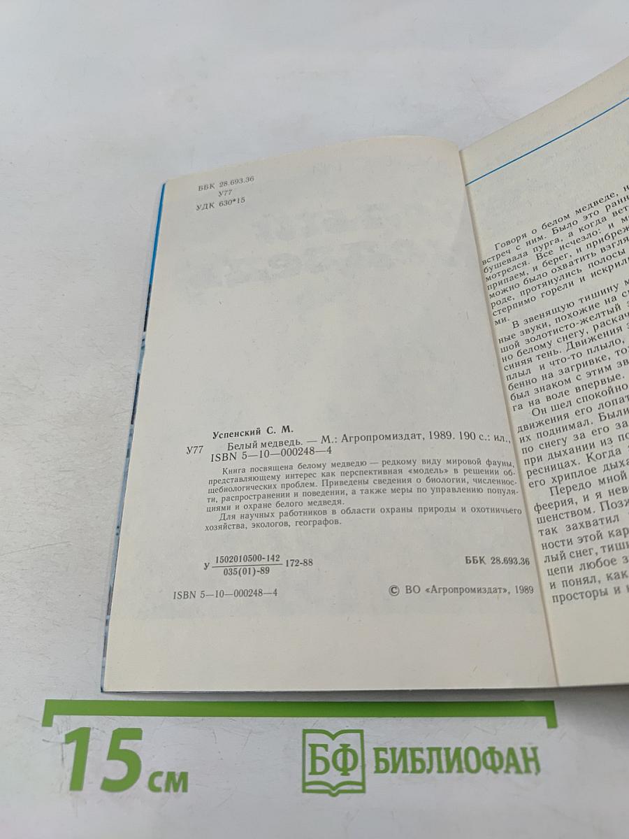 Белый медведь