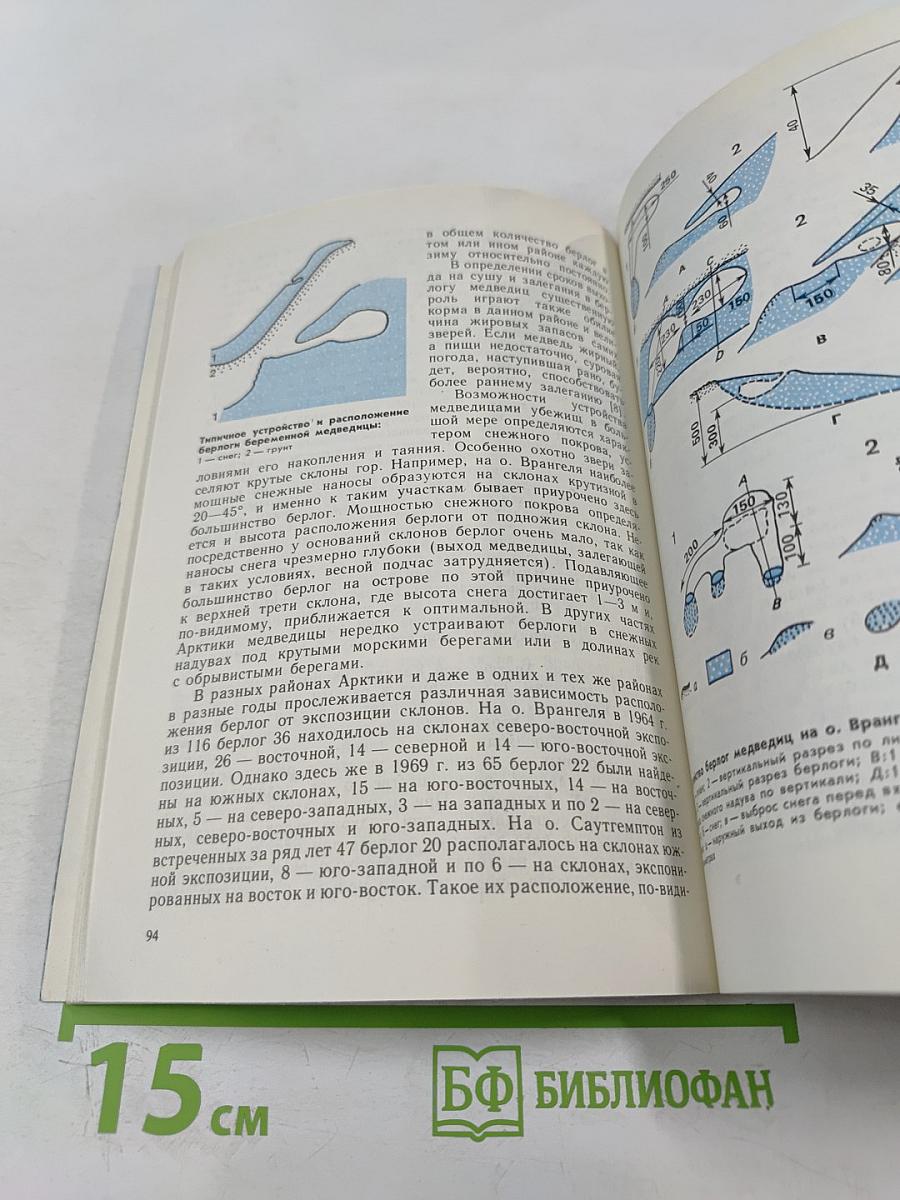 Белый медведь