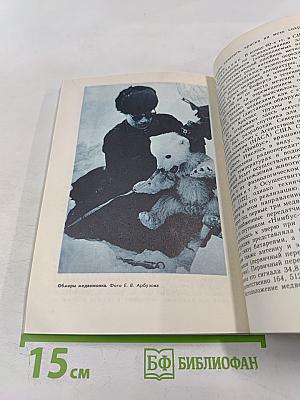 Белый медведь