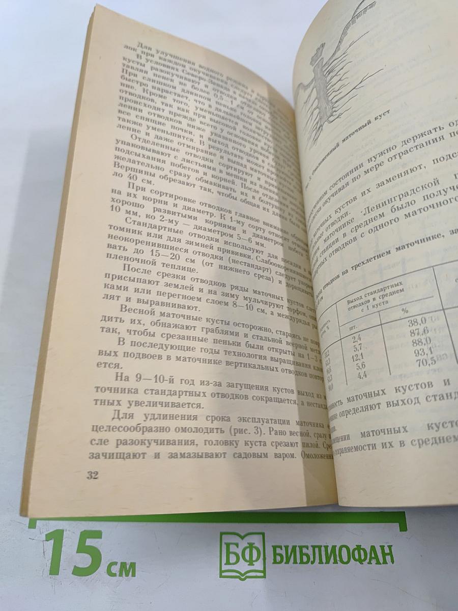 Чудесные яблоньки