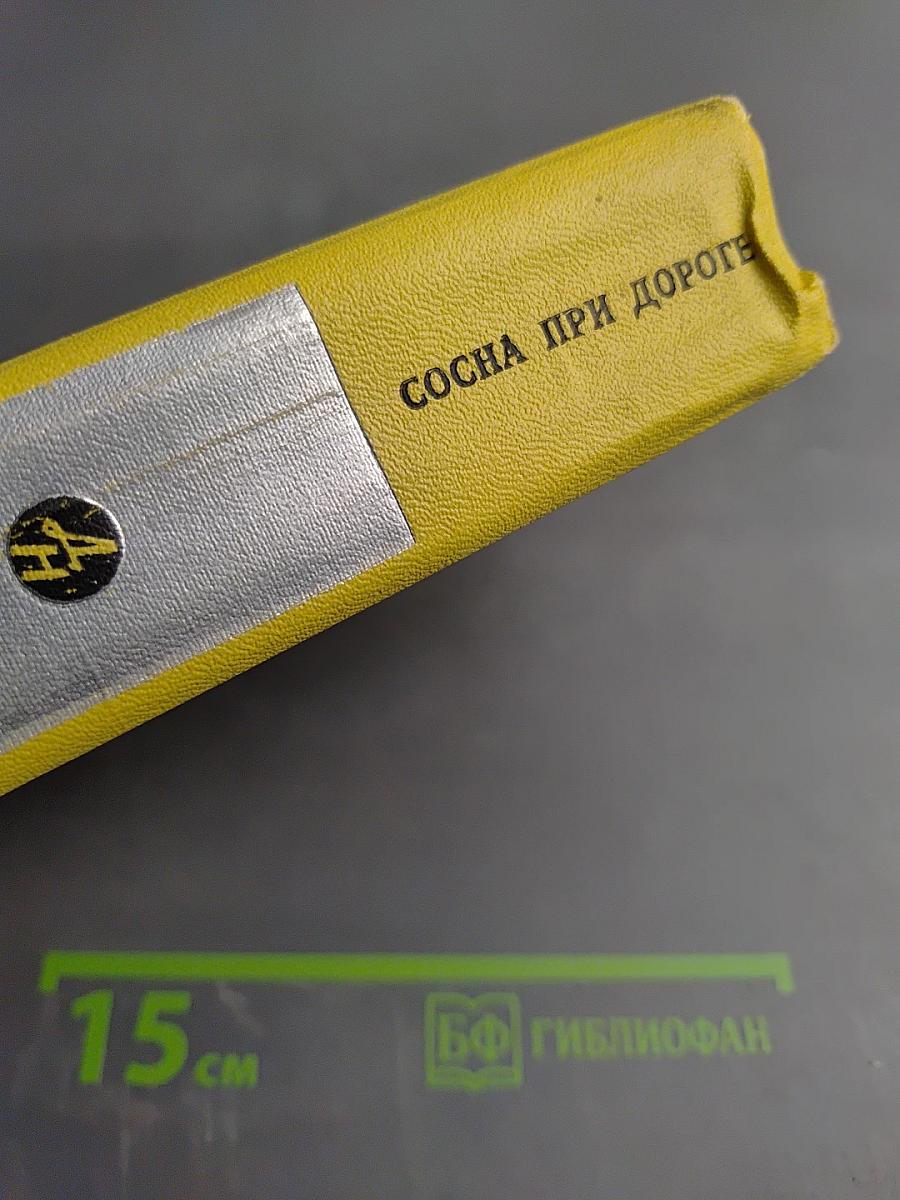 Сосна при дороге