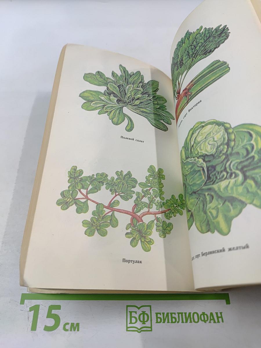 Овощи - родник здоровья