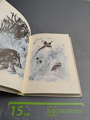 За пером синей птицы