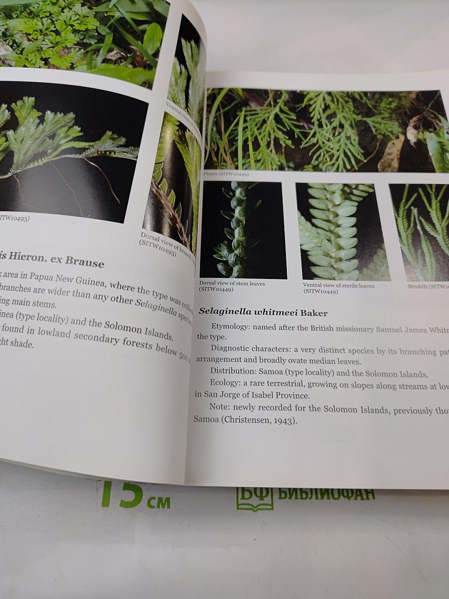 Sol amazing Lycophytes & Ferns of the Solomon Islands