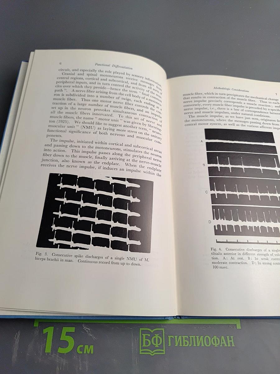 Functional Differentiation of Human Skeletal Muscle