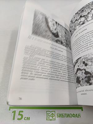 Молекулярная биология нейроэндокринных клеток желудочно-кишечного тракта в моделях преждевременного старения