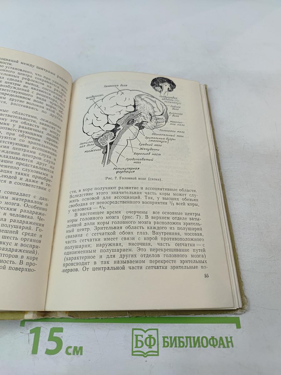 Функциональное моделирование нервной системы