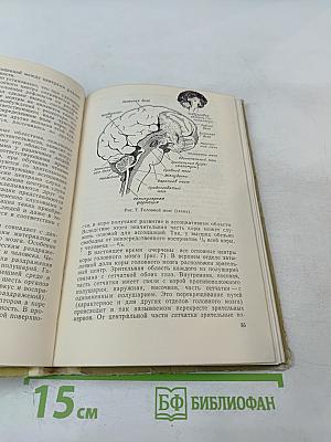 Функциональное моделирование нервной системы