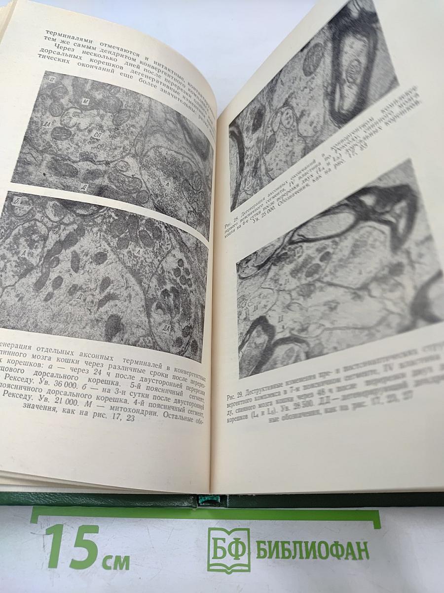 Взаимосвязь явлений дивергенции и конвергенции как общий принцип деятельности нервной системы