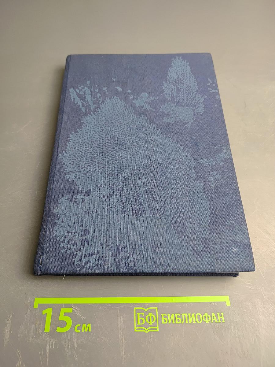 Taucher am Korallenriff