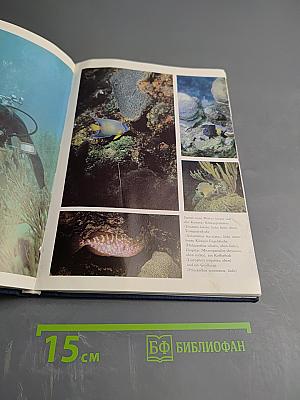 Taucher am Korallenriff