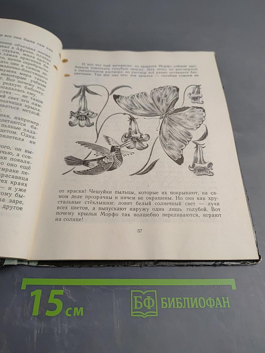 Пять дней из жизни черепахи