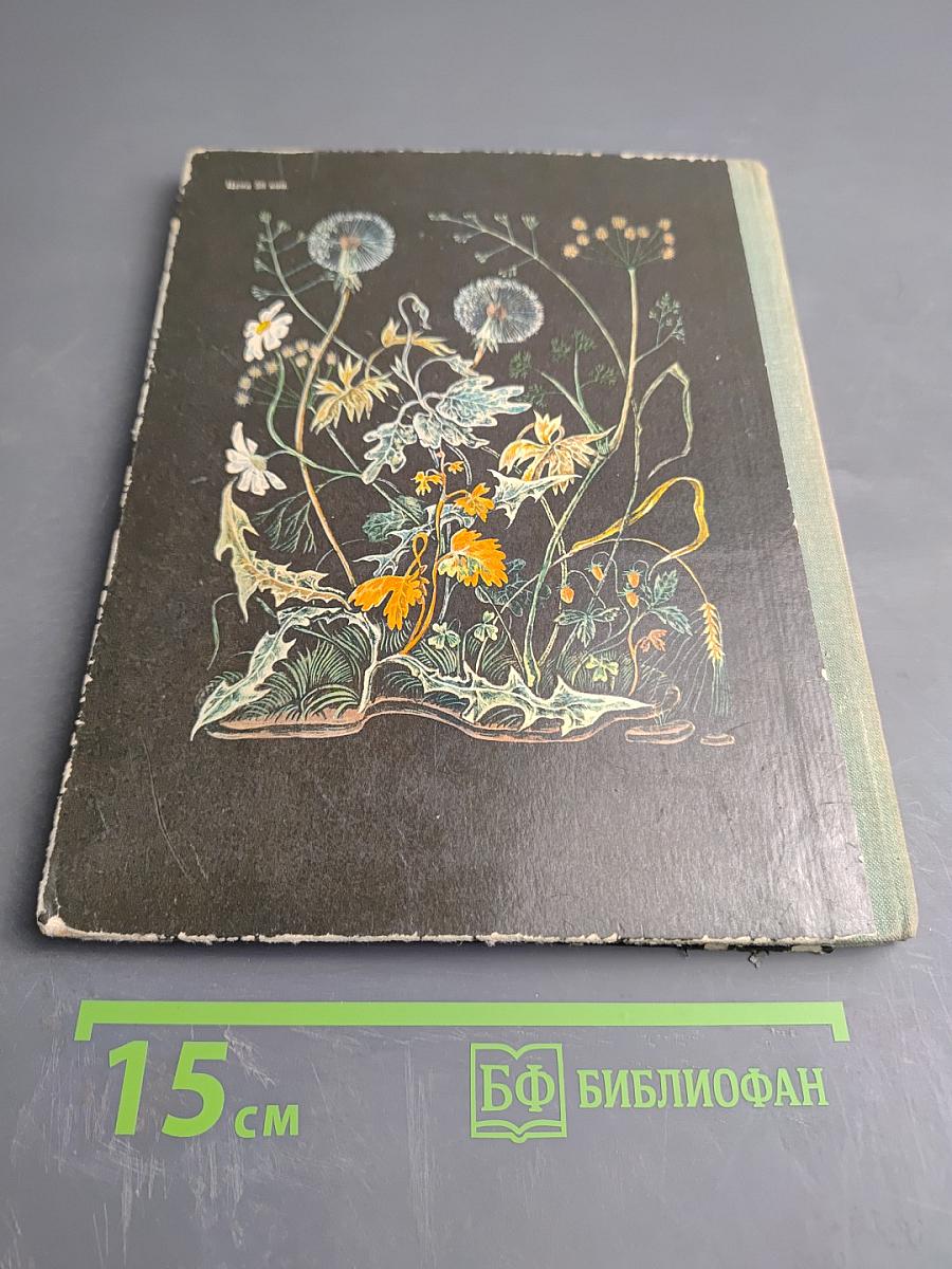 Пять дней из жизни черепахи