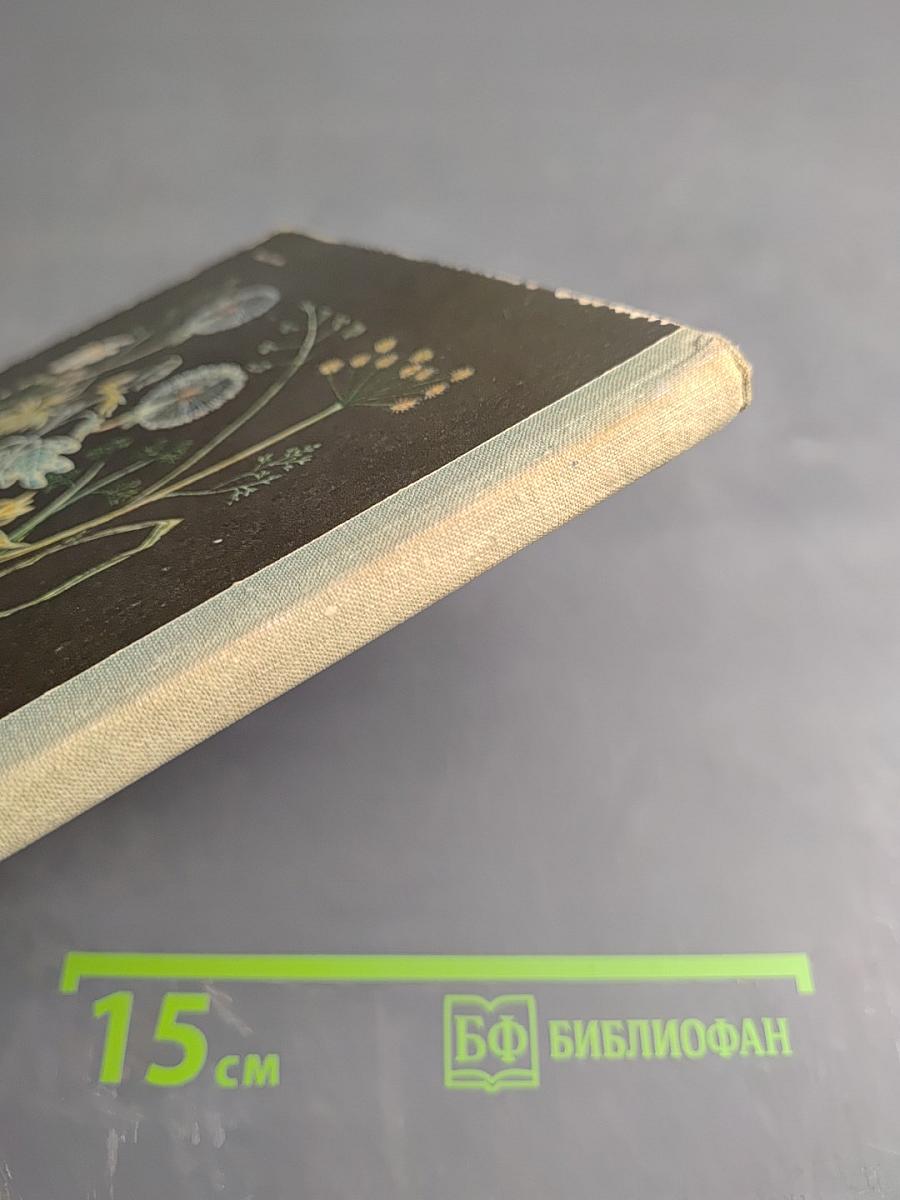 Пять дней из жизни черепахи