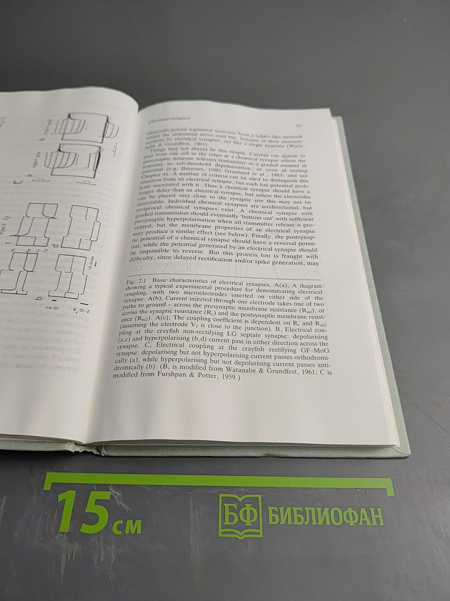 Neuronal communications