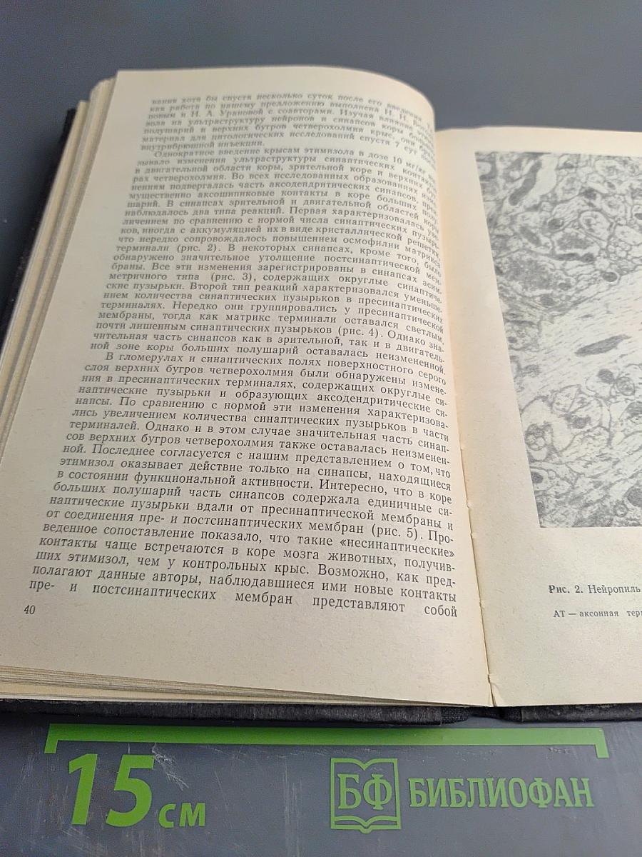 Артифициальные стабильные функциональные связи