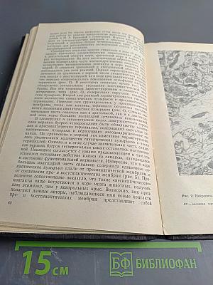 Артифициальные стабильные функциональные связи